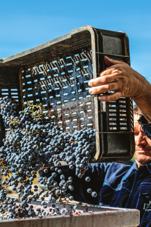 309x463 - Vinarija Doja-01.jpg