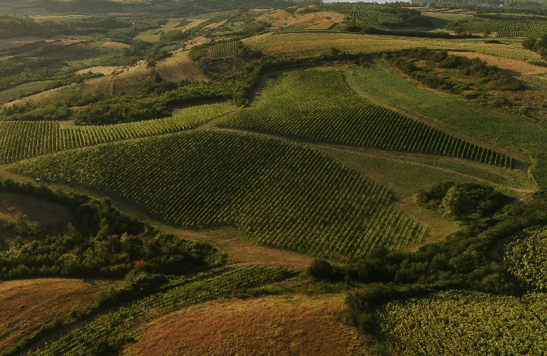 768x500 - Vinarija Kovacevic-01.jpg